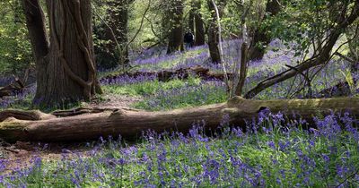 Best places for spring flower walks in Bristol and the surrounding area