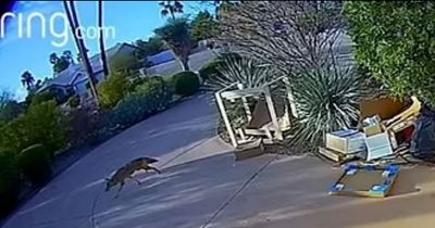 Terrifying moment coyote mauls toddler on driveway while distracted mum unloads car