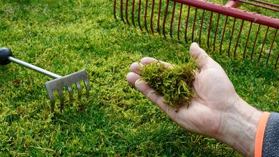 Extreme moss growth warning for US gardeners – and what it means for your lawn