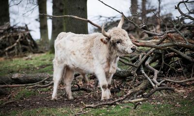 ‘They are formidable creatures’: life with Northumberland’s rare white wild cattle