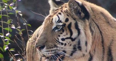 Tiger escapes from safari park after huge tornado damages its enclosure as locals urged to stay inside