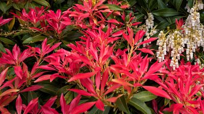 Pieris care and growing guide – expert tips on how to grow a dazzling andromeda bush