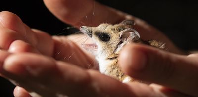 I realised the fat-tailed dunnart was under threat. Here's how I got the species officially listed