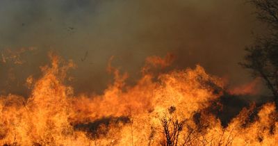 Wild fires in Spain force families to flee and leave pets behind