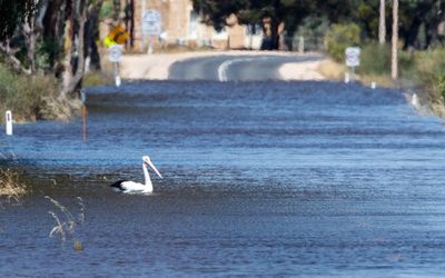 South Australia’s wildlife flourishing after floods