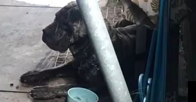 Girl, 2, rushed to hospital after growling family dog bites her face in mauling