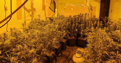 Roscommon gardai uncover major cannabis growhouse during raid in village
