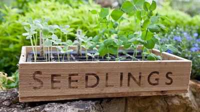 4 common problems with sweet pea seedlings – and the simple solutions, approved by gardening experts