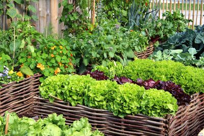 6 of the best fruit and vegetables for beginner gardeners to grow that will guarantee a sense of accomplishment