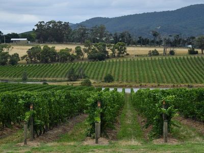 Australia's wine industry fizzing over prosecco