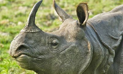 Assam: Rhino carcass found in Kaziranga National Park; horn missing
