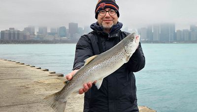 Cool net with coho, brown trout and laker caught same day from shore on Chicago lakefront