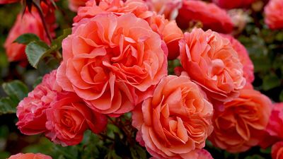 Rose black spot – expert tips on how to prevent and beat this common disease