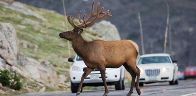 Roadkill: vehicle collisions may be threatening the survival of some mammal populations