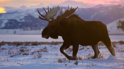 Wyoming woman seriously injured in sudden moose attack