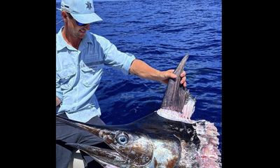 False killer whales devour huge marlin in rare event caught on video