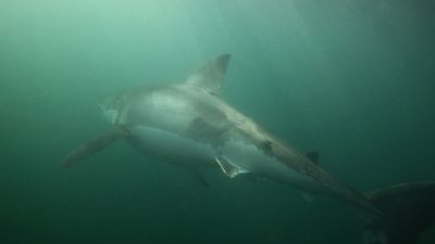 Photo shows 'massive' great white shark scarred after rare battle with 2 serial killer orcas