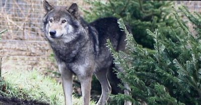 Pack of wolves put down at Scots wildlife park after alpha male operation complications