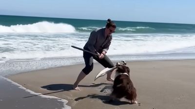 This dog is literally Dark Souls' Sif in real life