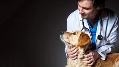 New Kentucky law focuses on updates surrounding veterinarians