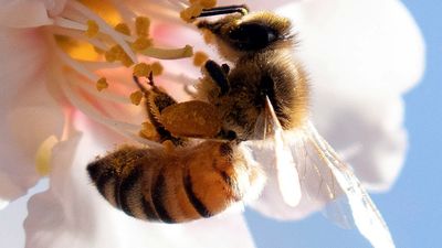 South Australian beekeepers fear varroa mite risk if border opens for NSW bees