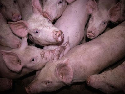 Abbatoir footage release puts spotlight on pig welfare