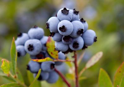 Could wild blueberries help burn fat during exercise?