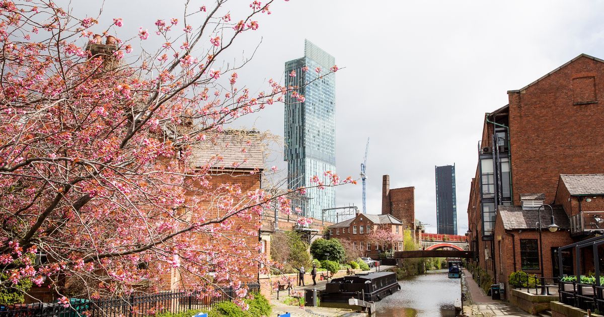 Care, 'magic' help DC's cherry blossom trees defy age: See Pics