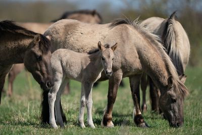 Foaling season for Konik ponies begins at National Trust nature reserve