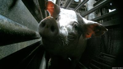Calls for investigation after 'hard to watch' footage of pigs being stunned by gas