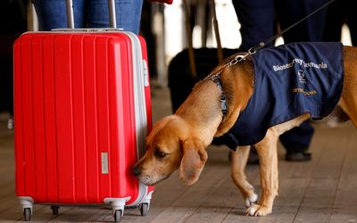 Dogs find $5.5m of drugs at Hobart Airport