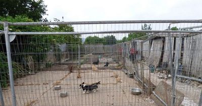 Woman banned from keeping dogs as puppies die after being kept in squalid conditions