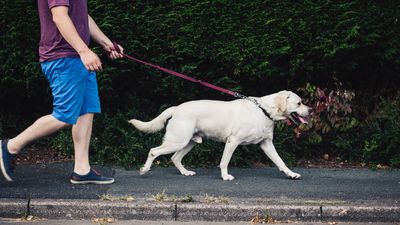 Trainer reveals the secret to stress-free walks with your dog - and it’s all in how you position them