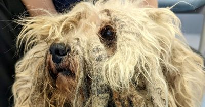 Little dog found with matted dreadlocks looks 'unrecognisable' after big haircut