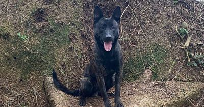 Bedlington burglar found hiding in a bush after police dog picked up scent and tracked him for a mile