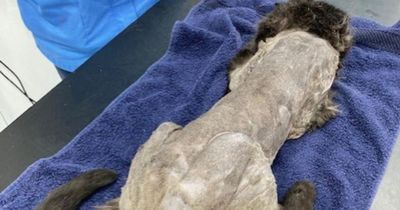 Close shave for adorable cat rescued from life on the streets