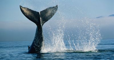 Plea for Glasgow councillors to support treaty to protect marine wildlife