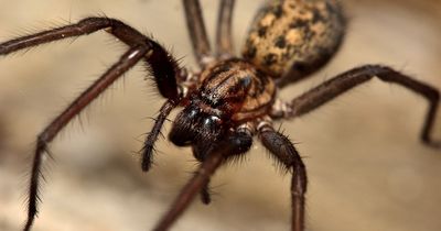 Woman in shock after finding four deadly spiders in her swimming pool