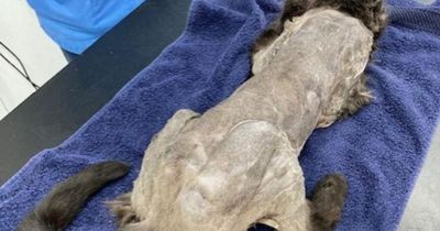 West Lothian cat who had to get most of matted fur shaved off looking for forever home