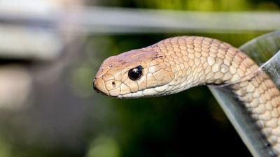 ACT Legislative Assembly hears motion calling for regulation, protection and education on local venomous snakes