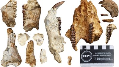 Two marsupial species discovered at ancient fossil bed south of Alice Springs