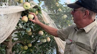 Apple farmers use sunscreen, reflectors to enhance pink lady crop