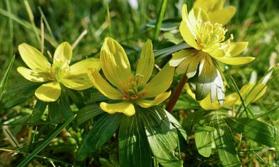 Country diary: A golden secret by the side of the road