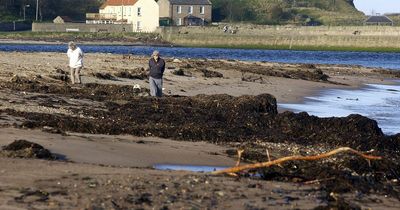 Call for action on Spittal Beach in Northumberland after it was deemed unsafe due to sewage