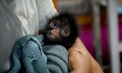 ‘A second chance’: Peru sanctuaries help rescued monkeys back into the wild