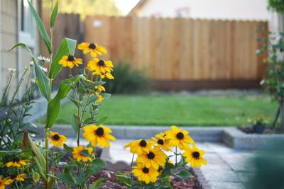 'It's a wonder ingredient!' These expert gardeners all use this common kitchen spice to keep their outdoor plants healthy