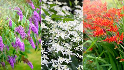 8 tricky perennials to avoid in a small backyard – plus what to plant instead