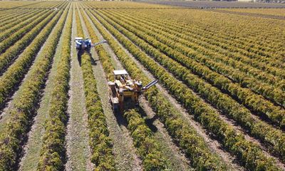 Riverina grape growers warn of looming mental health crisis as prices and exports dry up