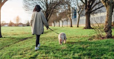 Urgent warning as dogs fall ill and DIE hours after being walked in UK park