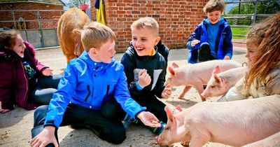 Get up close with lambs, chicks and pigs this Easter with Dumfries House farm tours